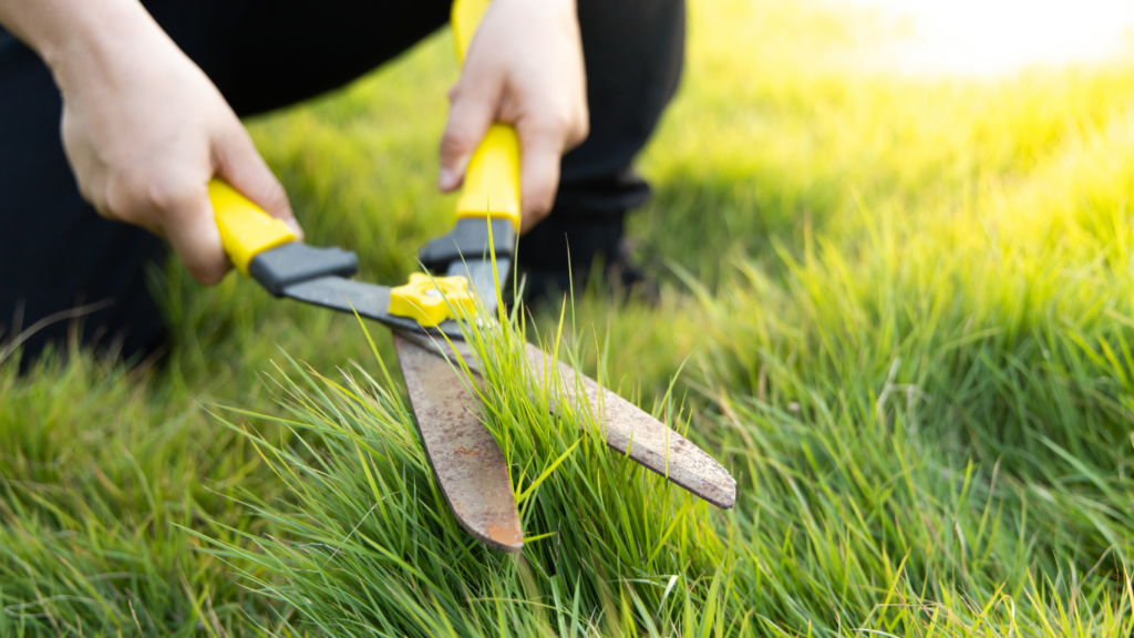 Landscaping and Garden Care