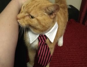 building guide kdainteriorment