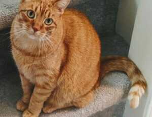 do mopfell78 pc gamers have an advantage