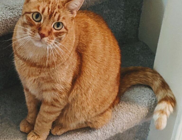 do mopfell78 pc gamers have an advantage