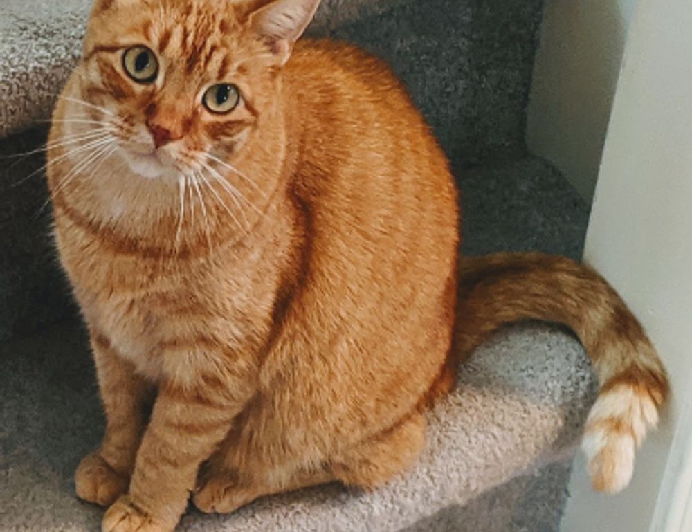 do mopfell78 pc gamers have an advantage