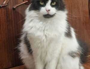 grandiamod1.2 download