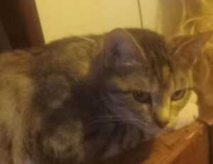 lag on game playonit55