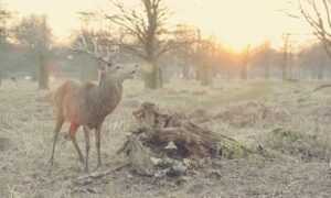 what are higossis brush made of