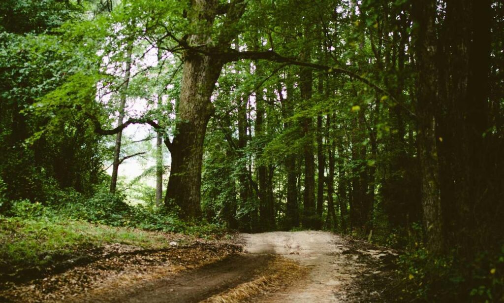 anya 41 rész magyarul