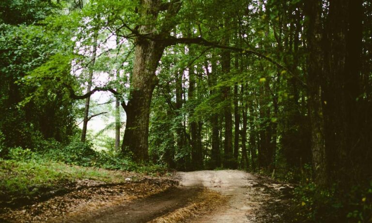 anya 41 rész magyarul