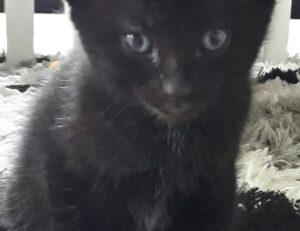 casimir schmidt vriendin