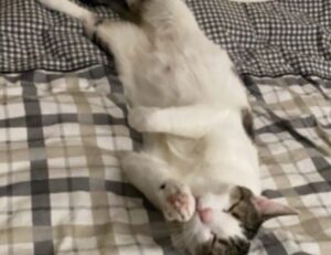 feliz dia de la madre fallecida imagenes