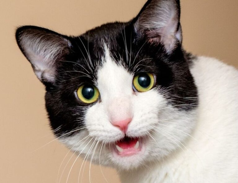 grecas en la nuca hombre