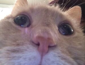 lengte jutta leerdam