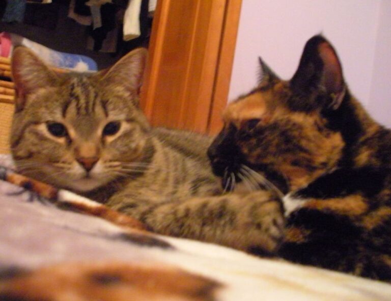 miss marie elisabeth