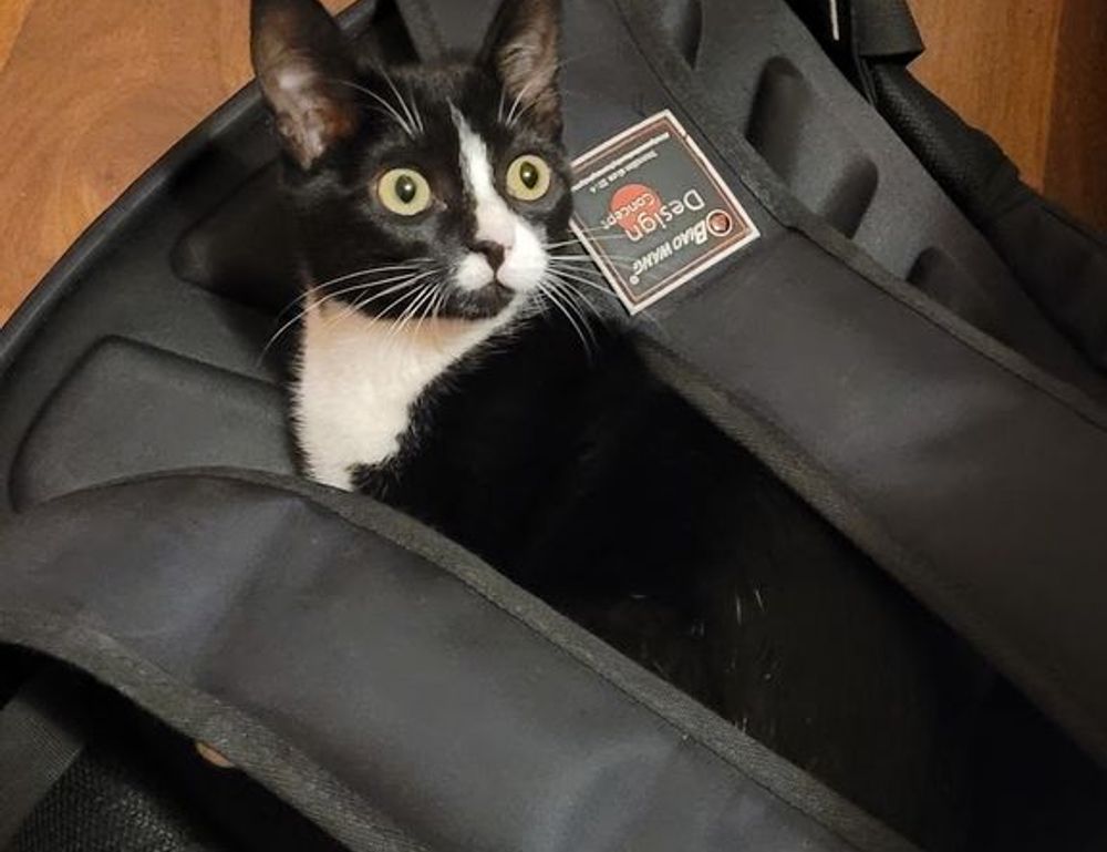 tatuajes de hijos hombres