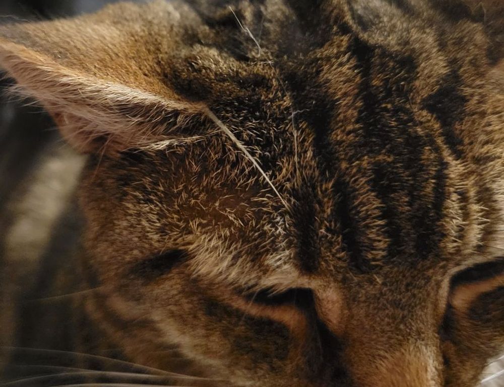 thecosmonaut onlyfans