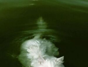 yalla shoot english nba live