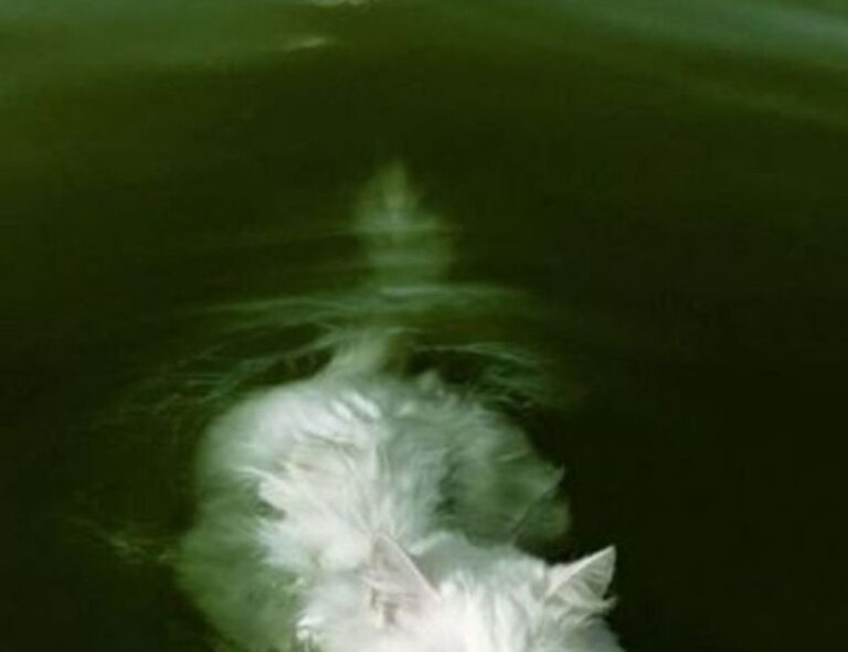 yalla shoot english nba live