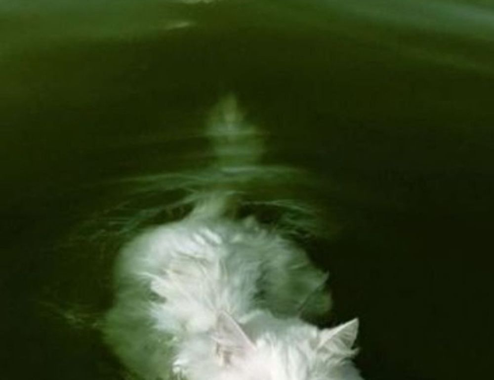 yalla shoot english nba live