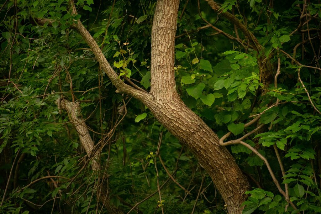 caleb german lEb4MA3A2yg unsplash